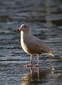 Polarmåke - Glaucous gull (Larus hyperboreus)